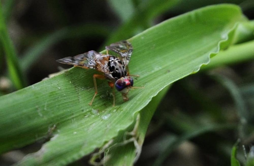Mendoza es sede de un encuentro regional sobre mosca de los frutos, con el objetivo de compartir experiencias y avanzar en la técnica del insecto estéril para la variedad sudamericana de esta plaga