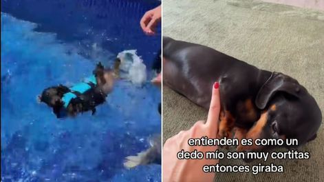 Un perro salchicha no podía nadar por sus mini patas y su dueño creó un chaleco especial.