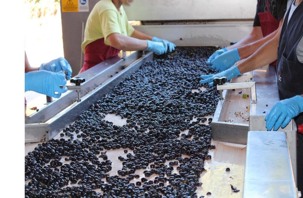 ¡Llegamos con nuestras uvas a la bodega!