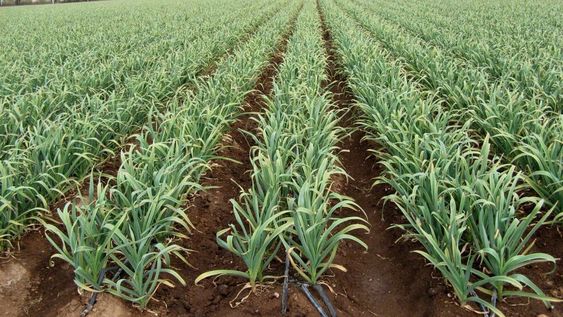 Estrés: un refuerzo para mejorar el bienestar del cultivo