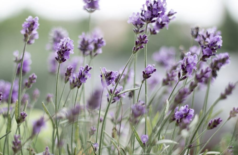 Lanzaron una encuesta nacional de productores de lavanda y lavandín
