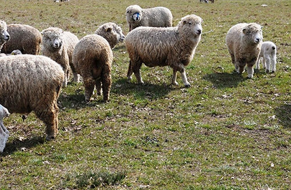 Alertan sobre una grave enfermedad que se transmite de animales a humanos, ¿cómo prevenir contagios?