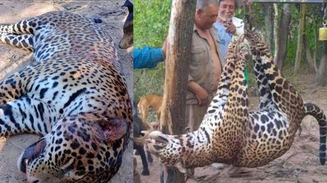 Los Andes | Cazaron y cuerearon a un yaguareté en Formosa.