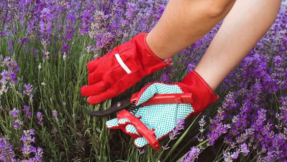 Un recorte moderado a principios del otoño es un beneficio para estas plantas ornamentales.
