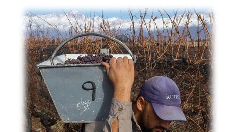 Esperamos que el árbol no tape el bosque - Por Aldo Luis Biondolillo