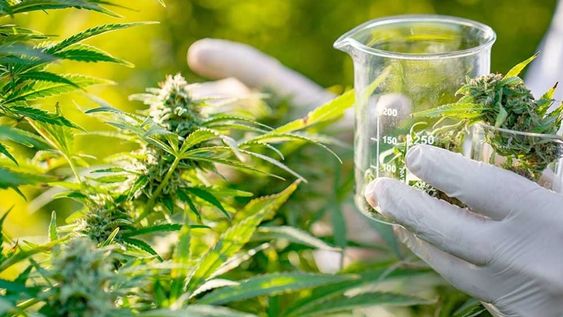 KCBD CORP SA, empresa innovadora en el cultivo de cannabis en Mendoza