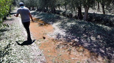 Los Andes | En tan solo unas horas, las piedras arrasaron con la vid, olivo, floricultura y hortaliza de diferentes zonas de la provincia. Foto: Orlando Pelichotti / Los Andes