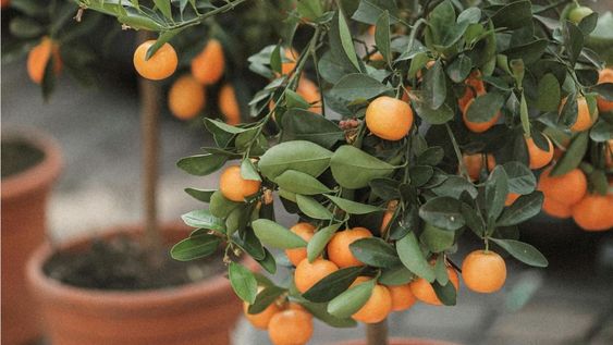 7 arboles frutales cuyas raices no danan el piso de tu patio, perfectos para espacios pequenos