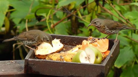 Los Andes | pájaros en el jardín