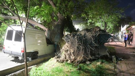 Zonda en Mendoza. Árbol caído en calle Beltrán y Chacabuco de Godoy Cruz. Foto: José Gutiérrez / Los Andes