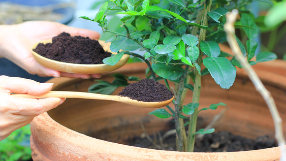 En jardín y jardinería, plantas se fortalecen con fertilizante natural casero simple