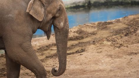 Elefante Tamy: qué se sabe de su muerte a la espera de los resultados oficiales de la necropsia. Foto: Archivo Los Andes