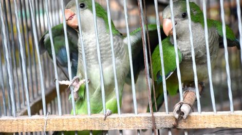 Instituciones provinciales y municipales trabajan en métodos incruentos para desalentar su asentamiento en zonas cultivadas, ya que esta especie se considera invasora y afecta la producción en el oasis Norte de la provincia.
