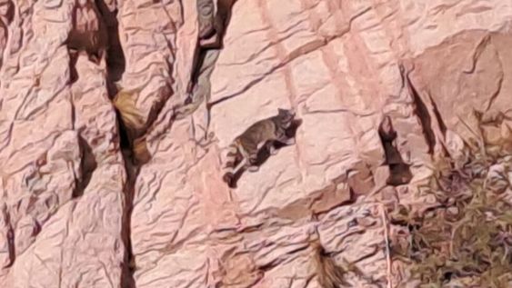 Nuevas apariciones del Fantasma de los Andes: impactantes fotos y video de un ejemplar en peligro de extinción. Foto: Gentileza Cristian Cicconofri.