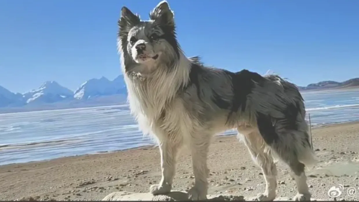 Indignación en China por un perro influencer que fue robado 