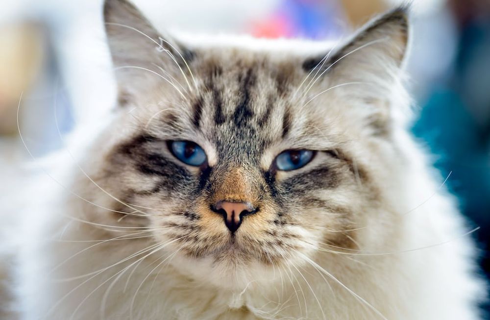 Cuidado felino: consejos para mantener a tu gato feliz y saludable