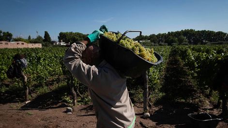 Sin duda ha sido uno de los grandes motores de las exportaciones mendocinas, producción a la cual se agrega valor y, además, promociona la Marca País.  Foto: Ignacio Blanco / Los Andes
