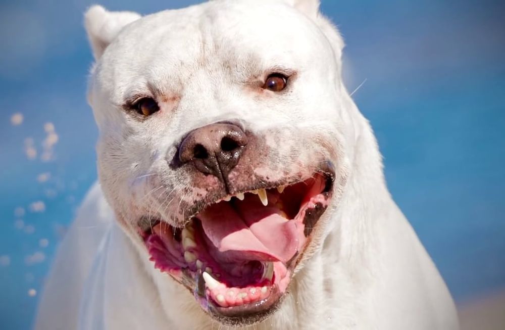 Un dogo argentino se escapó y atacó a una jubilada que esperaba ser atendida en el odontólogo. Imagen ilustrativa