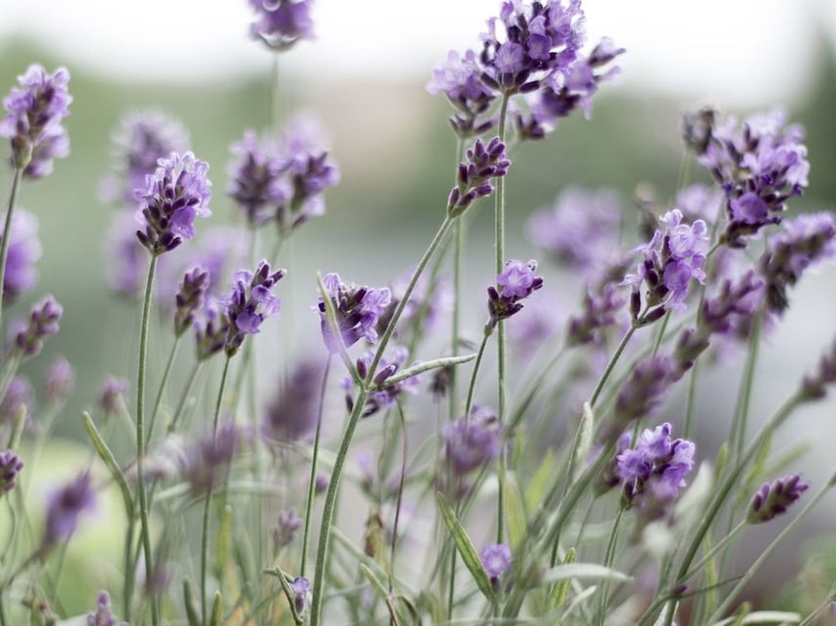 Lanzaron una encuesta nacional de productores de lavanda y lavandín