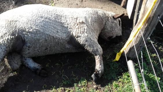 Etchevehere denunció la muerte de un animal en el campo y acusó de inútilesa los usurpadores