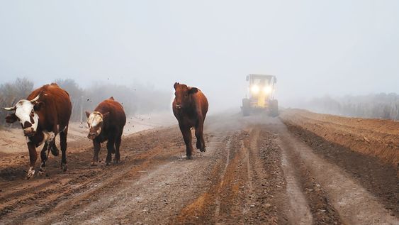 Despliegan un intenso trabajo en los caminos ganaderos