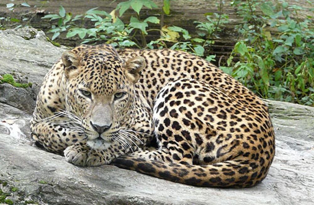 Detuvieron a dos hombres acusados de matar a un leopardo a golpes