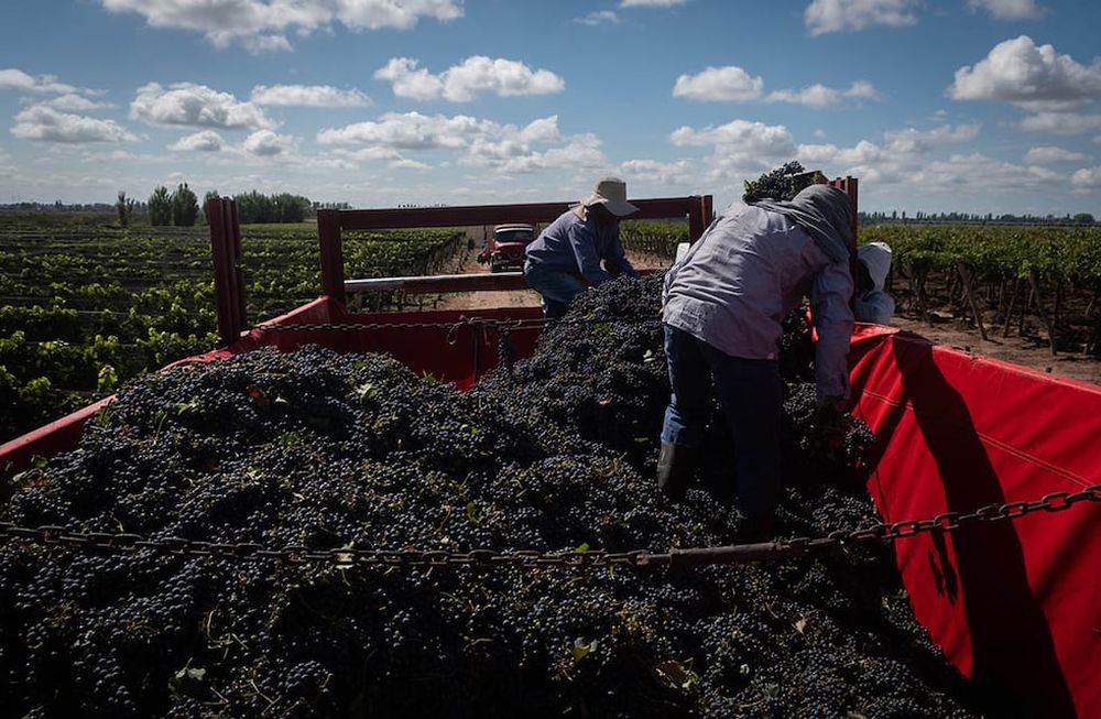 Cuando finalice la cosecha, los trabajadores temporarios registrados podrán acceder a un pago de $10.000 más por mes, hasta completar el año de remuneraciones. Foto: Ignacio Blanco / Los Andes