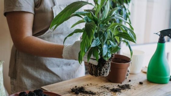 no lo tires mas: este es el mejor fertilizante natural para tus plantas y todos los dias termina en la basura