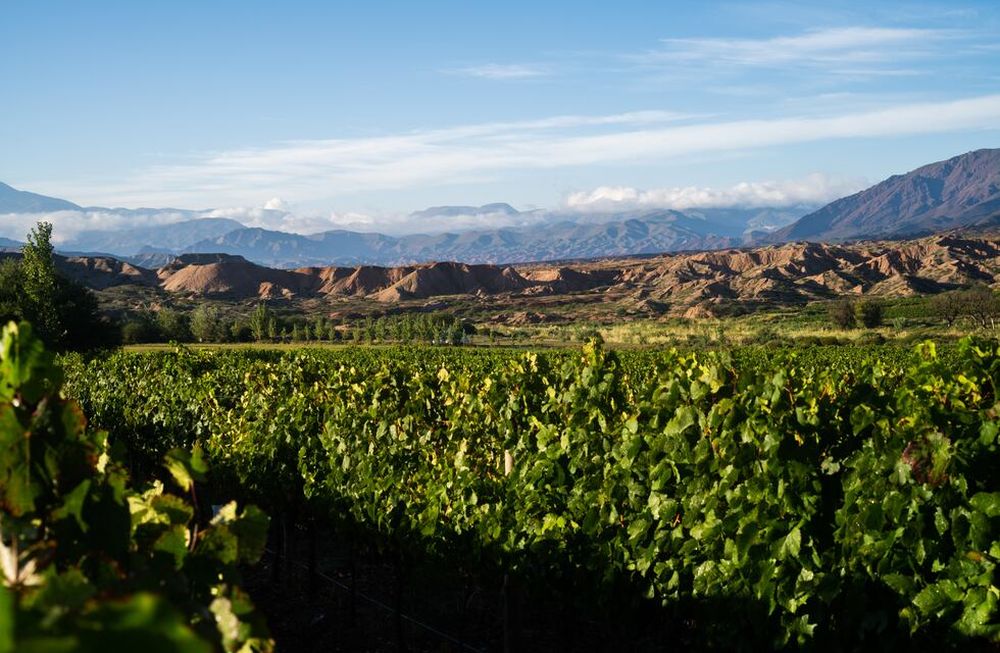 Te presentamos La Finca de los Viñedos Imposibles: vinos de colección en la altura extrema