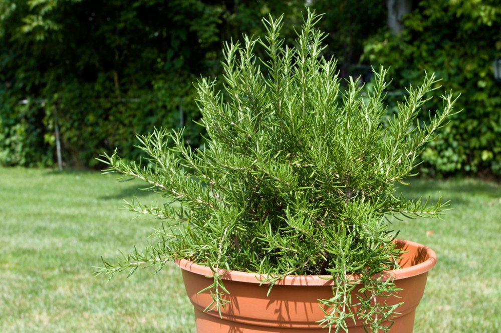 Romero en jard&iacute;n y jardiner&iacute;a: plantas arom&aacute;ticas que protegen, crecen fuertes y naturalmente.