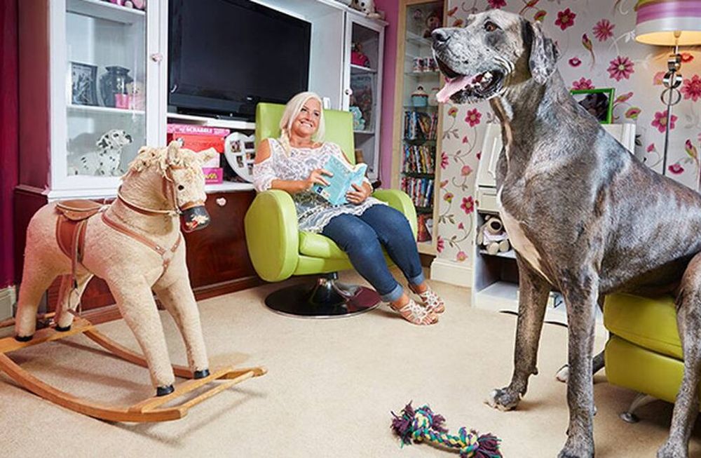 Murió el perro más alto del mundo a sus 8 años.