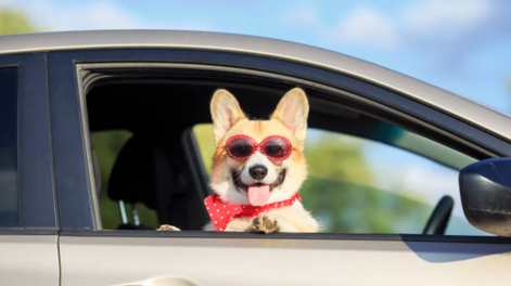 Cuáles son las 3 razas de perros más costosas de adquirir