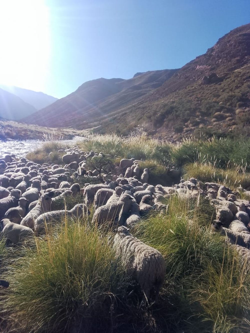 Veranada, la travesía de arrear animales a más de 4.000 msnm para que se alimenten en medio de la cordillera