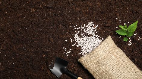 Los Andes | La falta de fertilizantes pone en jaque el desarrollo de algunas plantas que terminarán por producir con menores rindes o calibres
