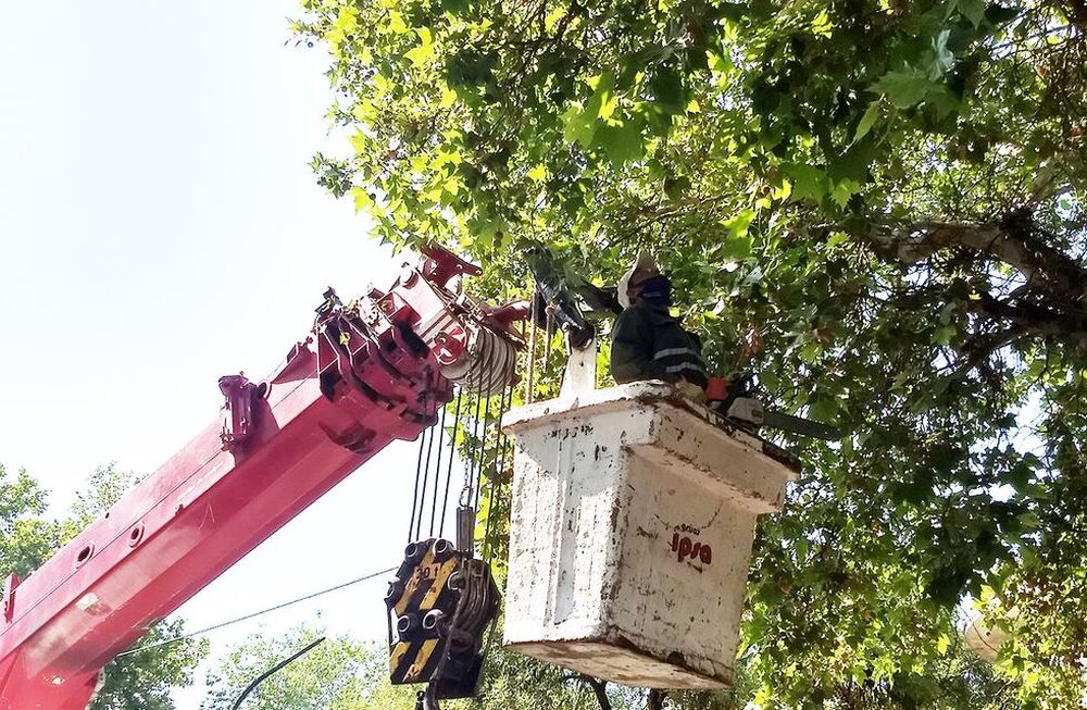 Se realizan intensas tareas de desrame de forestales y bacheo por Vendimia