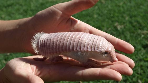 Ejemplar de pichiciego. Es tan poco conocido que no se puede evaluar si está amenazado. Es Monumento Natural Provincial. Foto: Mariella Superina.
