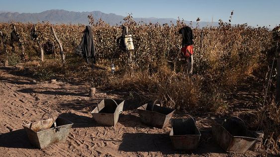 Las negociaciones entre las provincias siguen su curso, pero los productores y bodegas advierten que es tarde para fijar una cuota de diversificación. / Foto: Ignacio Blanco / Los Andes