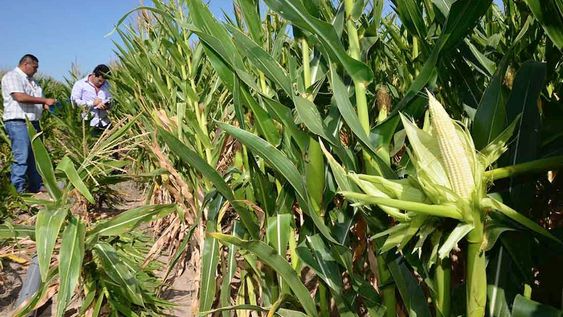 Hace 2.500 años la población en Mendoza dejó de crecer y esto cambió cuando incorporó nuevos cultivos, como maíz. (foto: plantación actual en Las Catitas)