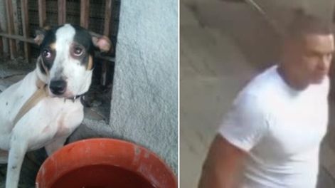 Ató a su perrita a unas rejas y la abandonó.