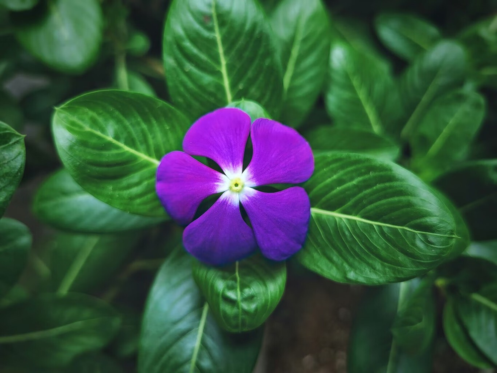Las plantas llenan el jard&iacute;n y hacen f&aacute;cil la jardiner&iacute;a todo el a&ntilde;o.