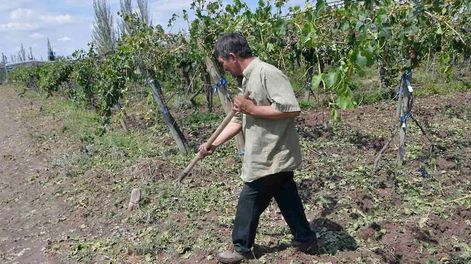 Los productores afectados por granizo y/o heladas deben registrar sus datos para poder cobrar las indemnizaciones. Foto: Orlando Pelichotti / Los Andes