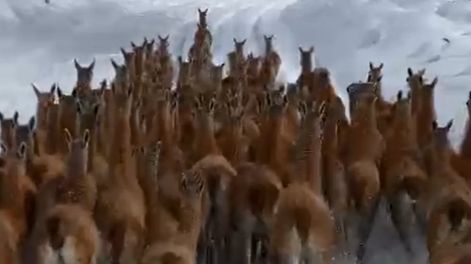 Los Andes | Ni en un documental: la impactante secuencia de un grupo de guanacos corriendo en la nieve en San Carlos. Foto: Gentileza Guardaparques de Alvarado