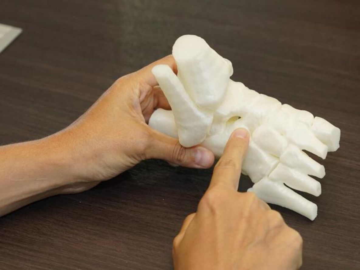 Réplicas de órganos que pueden utilizarse para estudios quirúrgicos.