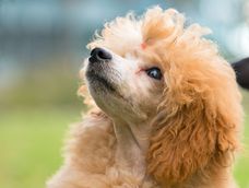 Estas razas de perros parecen cachorros toda la vida.