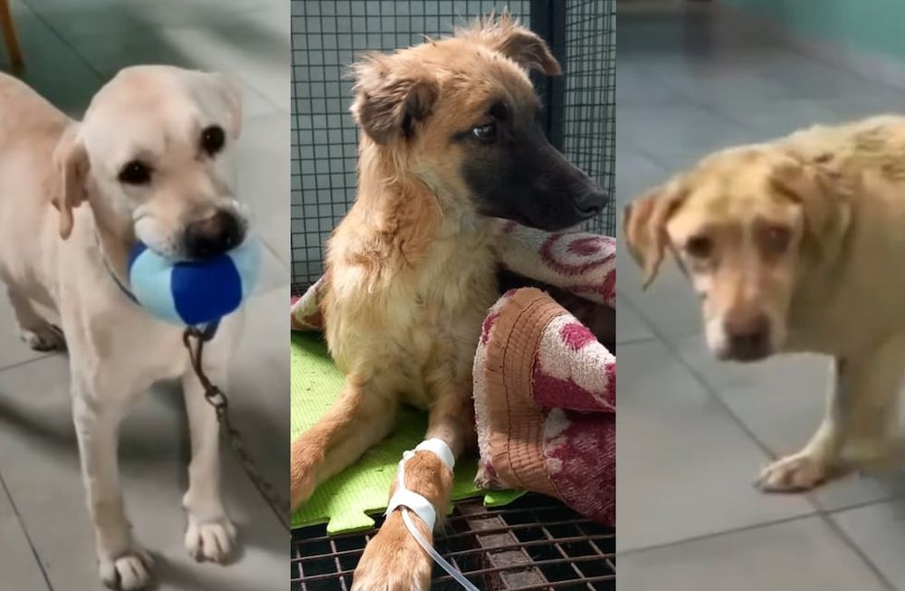 La nueva vida de Toto, Camilo y Roque, 3 perros rescatados al borde de la muerte y quienes disfrutan de la vida. Foto: Gentileza La Casita de Lula