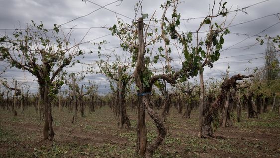 En 20 minutos, productores del Este perdieron cerca del 70% de su cosecha por el granizo. En Medrano, también afectó frutales y chacras con plantaciones de pimientos, tomates y zapallos. Foto: Ignacio Blanco / Los Andes