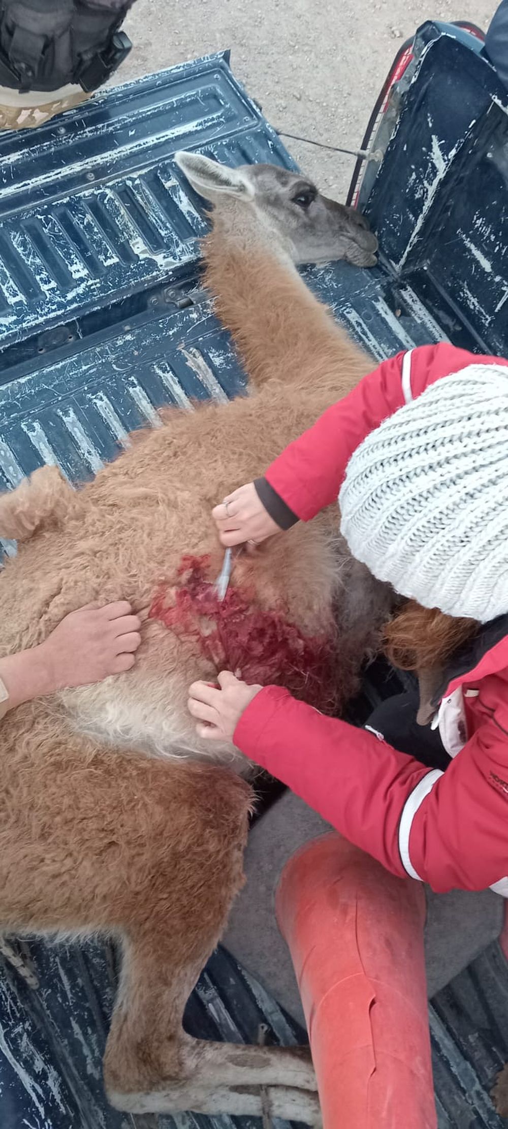 Indignante: encontraron a un guanaco con un balazo en Potrerillos y murió mientras lo asistían. Foto: Gentileza Fundación Cullunche.