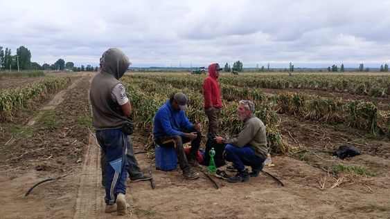 Trabajadores golondrina en Tupungato. La imagen de la finca donde se realizó el relevamiento laboral.