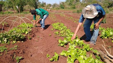 Los Andes | Productores hortícolas y viveristas expresaron su preocupación porque, por la falta de semillas, podría peligrar la siembra de la temporada primavera-verano.
