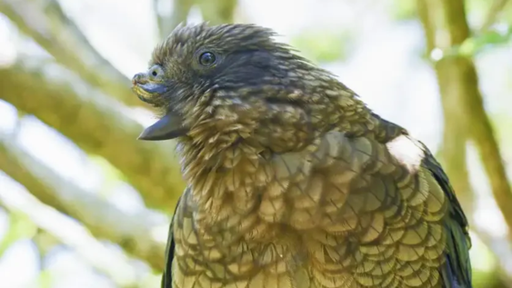 Bruce, el loro estudiado por la ciencia por su increíble adaptación.